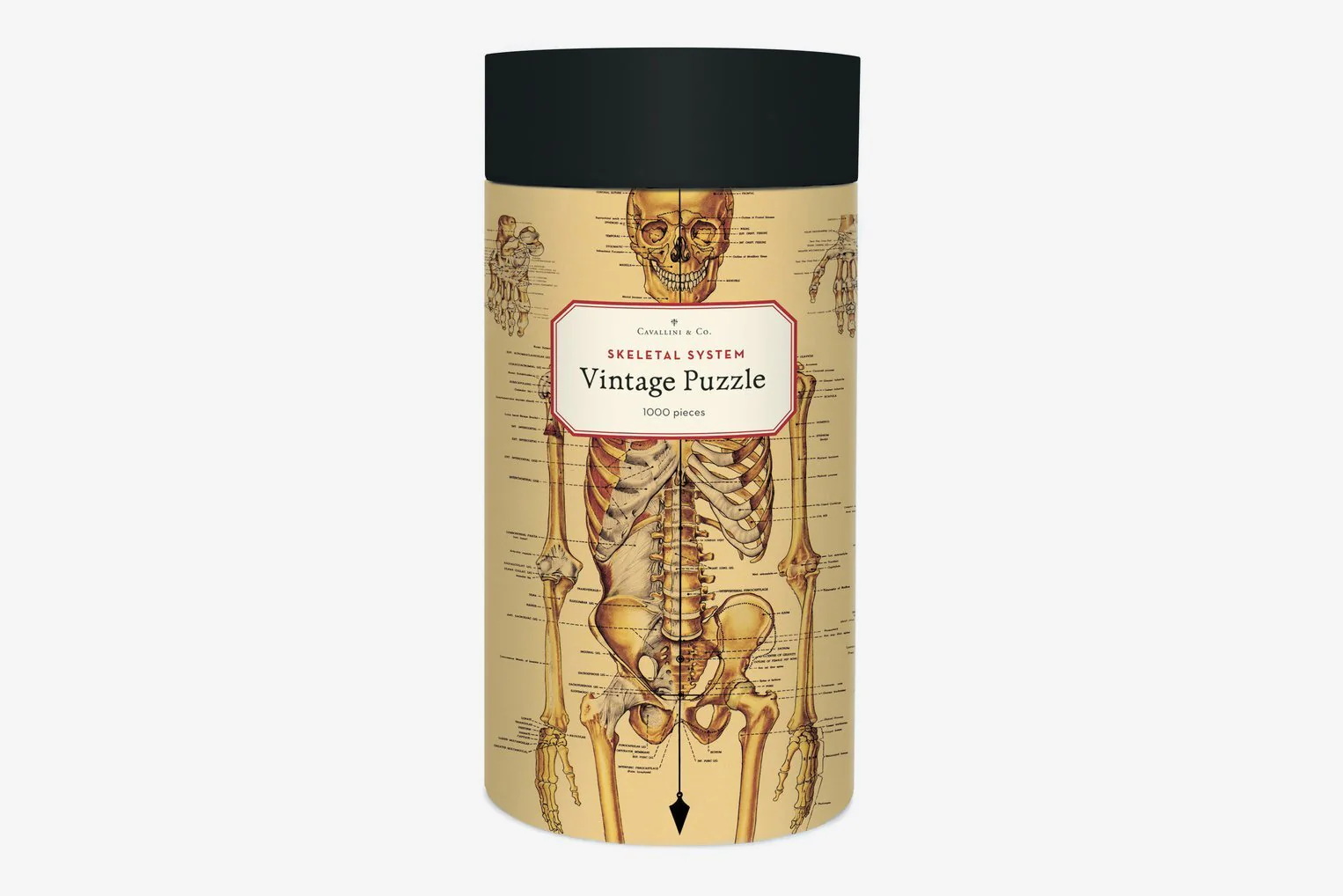 Skeletal System -1000pc